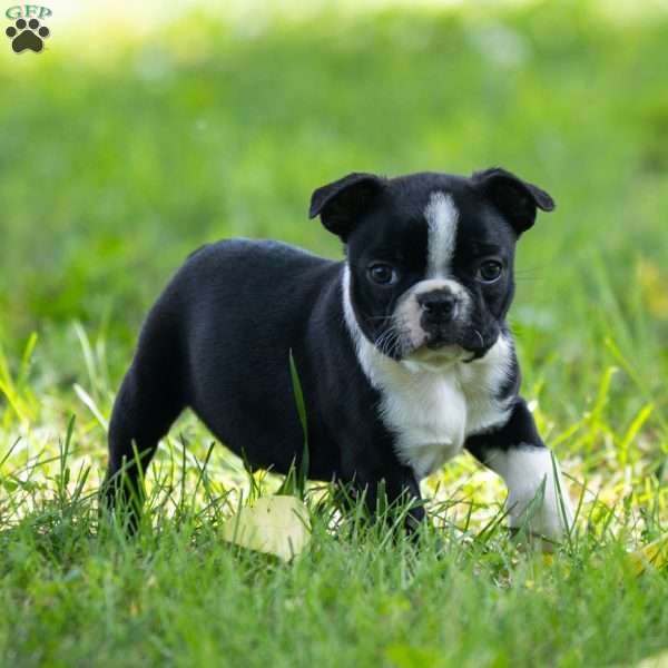 Oliver, Boston Terrier Puppy